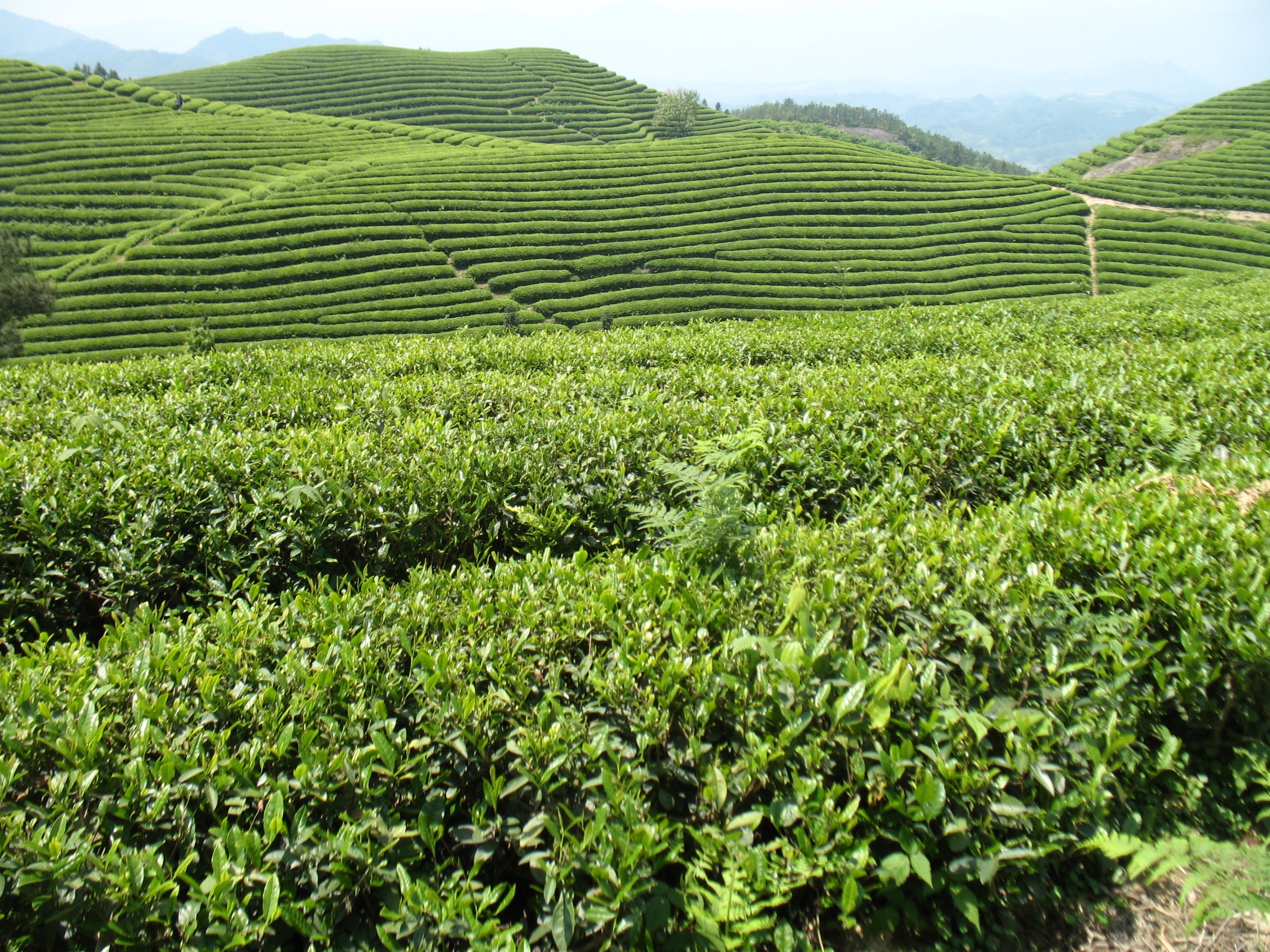 Loose Teas: 2020 Harvest